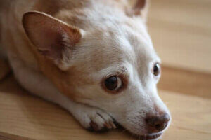 Köpeklere Alerji Testi Yapılması Mümkün Müdür?