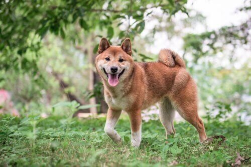 Bir Shiba Inu.