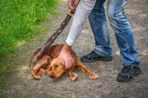 sopayla dövülen köpek hayvann istismarı
