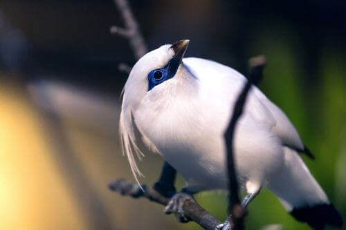 bali myna fiziksel özellikleri