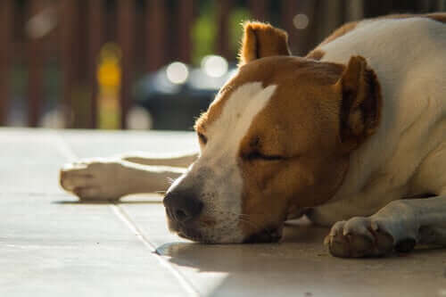 Yerde uyuyan kahverengi beyaz köpek