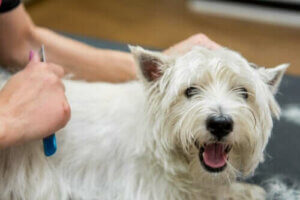 Yaz Aylarında Köpeğinizin Kürkünün Bakımı