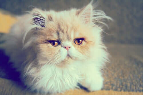 uzaklara bakan beyaz kedi ve mırlamak