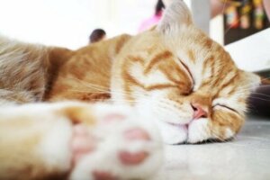 Kedilerin uyku alışkanlıkları