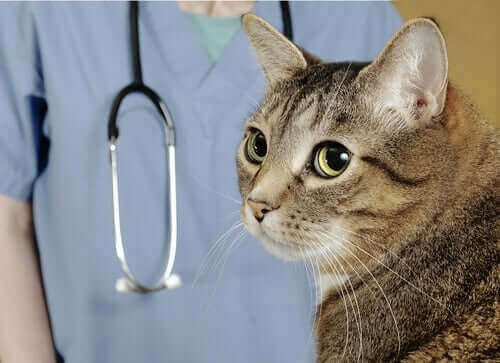 Veterinerinden uzağa bakan bir kedi.