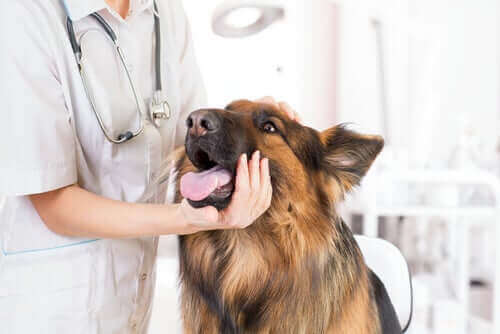 Bir köpeğin ağzına bakan bir veteriner.