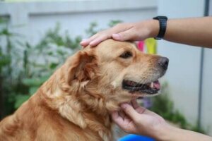 Köpeklerde Genetik Bozukluklar Nelerdir?