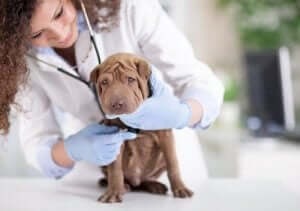 köpeklerde menenjit veterienrde köpek