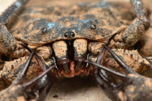 kırbaç örümcekleri eklem bacaklılar