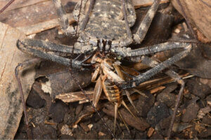 Amblypygi yetiştiriciliği-örümcekler