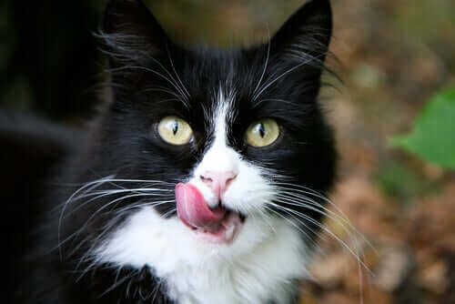Kedilerin Dili Neden Sert Olur: Kedilerde Dilin Yapısı