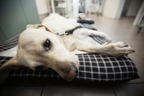 Köpeklerde Neosporoz: Nedenleri, Belirtileri ve Tedavisi