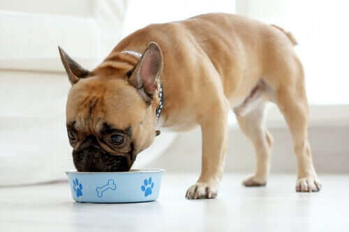Yemek yiyen bir köpek.