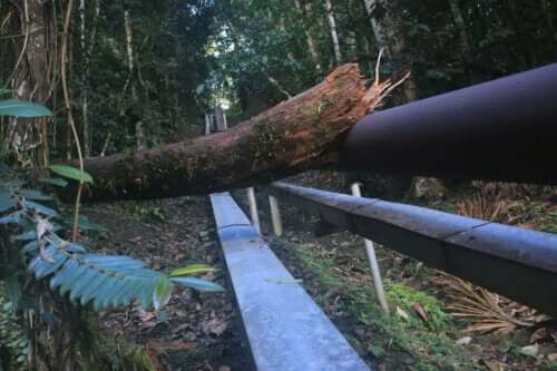 And kedisinin doğal ortamı orman