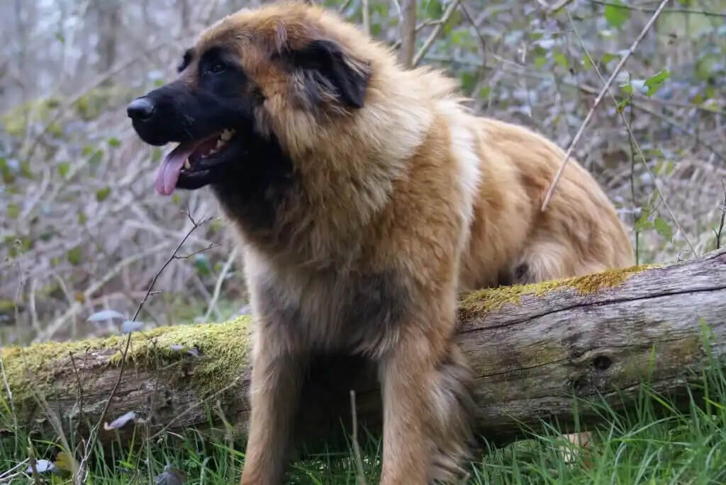 estrella dağ köpeği çalılarda tek başına