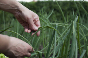 Agroekolojik Tarım Nedir?