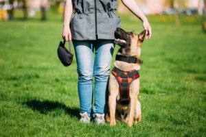 Eğitimli Köpekler ve Ara Bulucu Köpekler