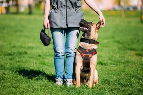 Eğitimli Köpekler ve Ara Bulucu Köpekler