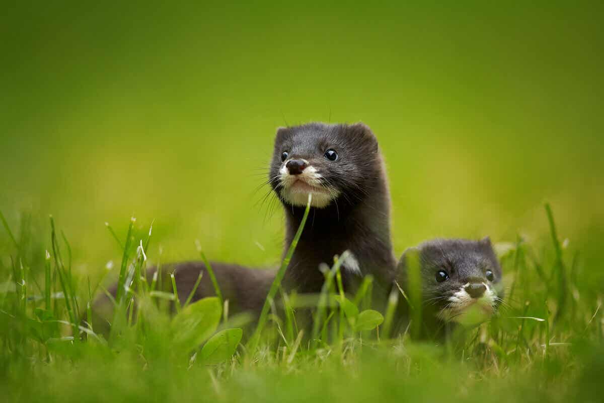 nesli tükenme tehlikesi altındaki Avrupa vizonu