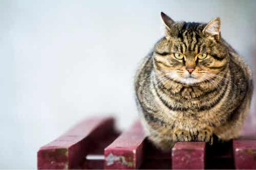 bankta oturan sinirli kedi