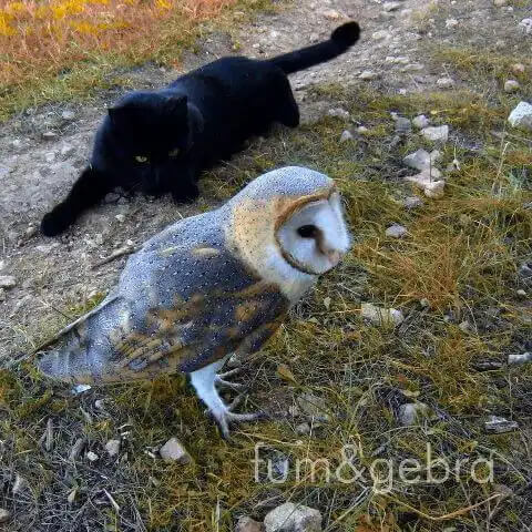 baykuş ve kedi dostluğu