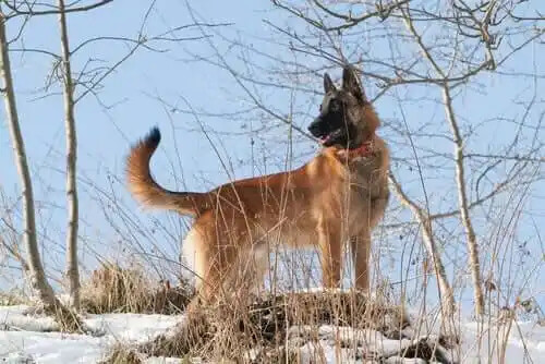 Belçika çoban köpeği