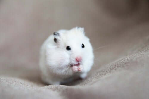 Hamsterlarda Tümörlerin Nedenleri, Belirtileri ve Tedavileri