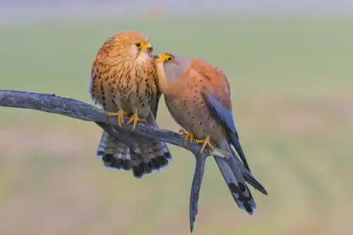 bir dalda iki küçük kerkenez