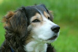 Bir Köpeği Boğulmaktan Nasıl Kurtarırsınız?