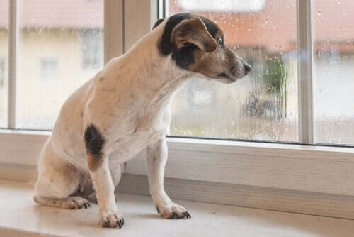 Yağmur Sesi Köpekleri Nasıl Etkiler?