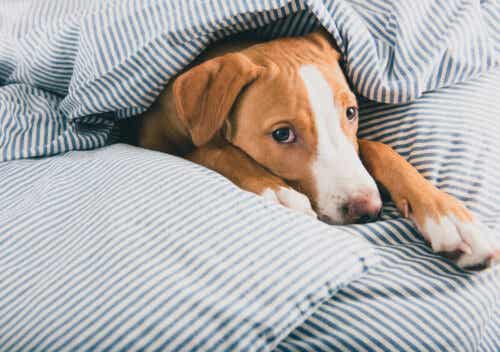 yatakta yatan hasta köpek