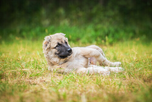 çimlere yatmış yavru köpek