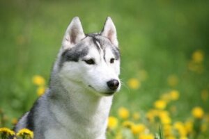 Boş Bir Evde Hapsolmuş Husky 'nin Kurtarılması
