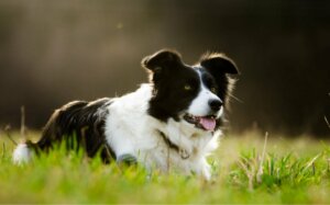Sahibinden 5 Milyon Dolar Miras Alarak Milyoner Olan Köpek