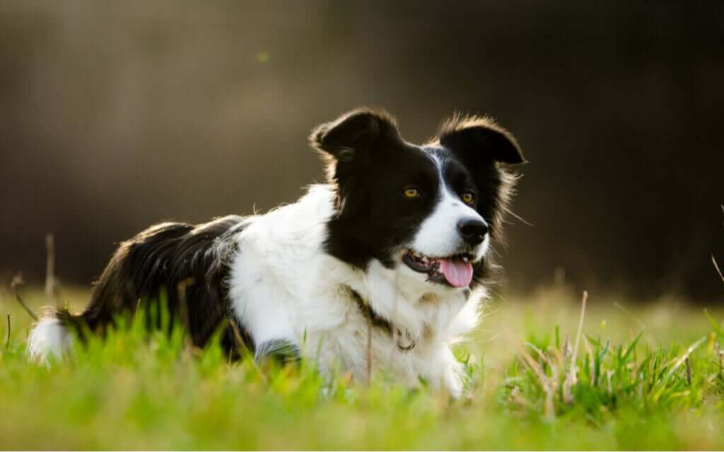 Sahibinden 5 Milyon Dolar Miras Alarak Milyoner Olan Köpek