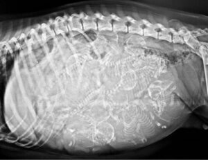 Cyclops: İki Dilli Tek Gözlü Köpek