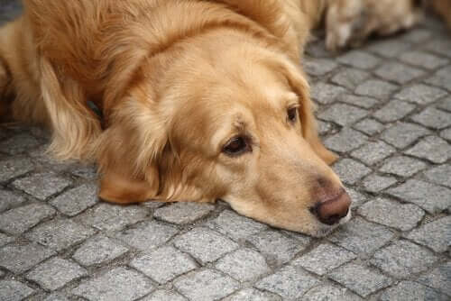kaldırımda yatmış mutsuz köpek depresyon