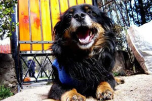 Dişi Köpeklerde Piyomera (Rahim İltihabı) Hakkında Bilmeniz Gerekenler