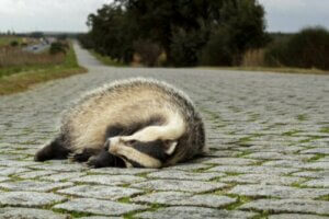 Ekolojik Tuzaklar: Neden Hayvanlar İçin Bir Sorun?