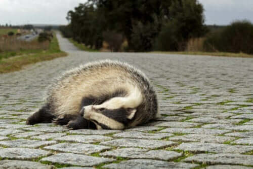 Ekolojik Tuzaklar: Neden Hayvanlar İçin Bir Sorun?