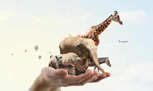 bir avuç içinde hayvanlar