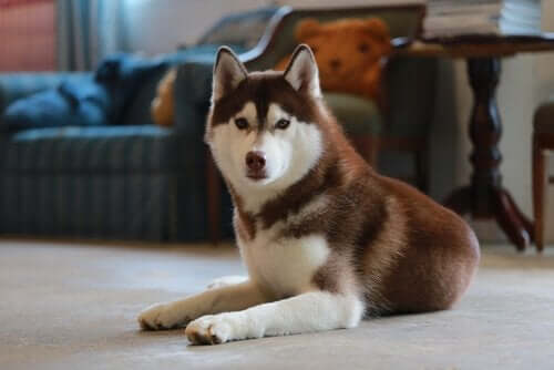 evde hapsolmuş Husky