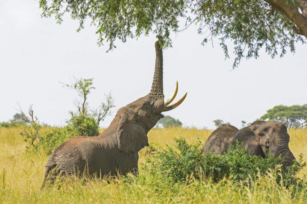 Esaret Altındaki Filler Ne Yerler?