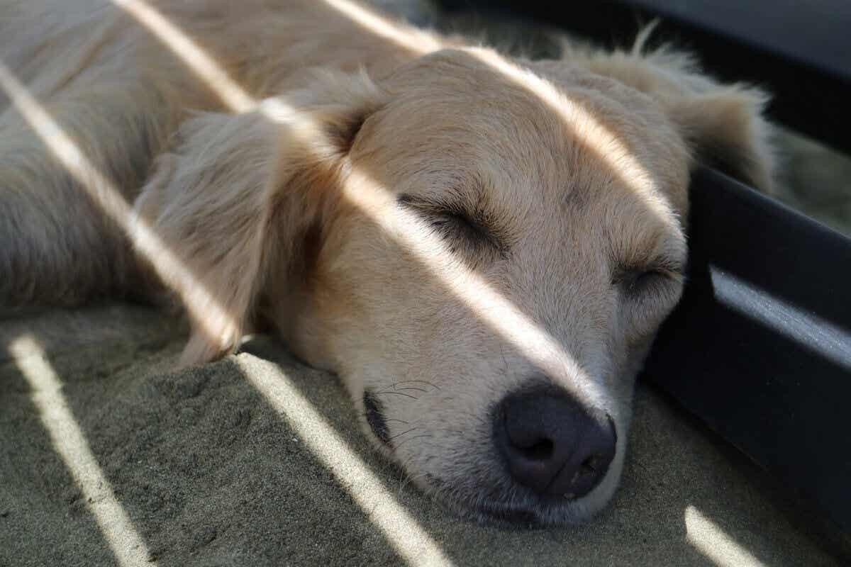 köpeklerde güneş dermatiti