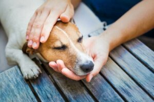 Köpeklerde Soğuk Algınlığı Tedavisi İçin Bu Sekiz İpucuna Göz Atın