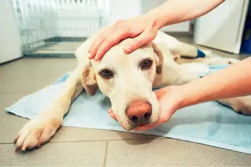 akciğer ödemi olan köpek