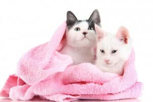 havluya sarılmış iki kedi