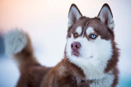sibirya kurd husky
