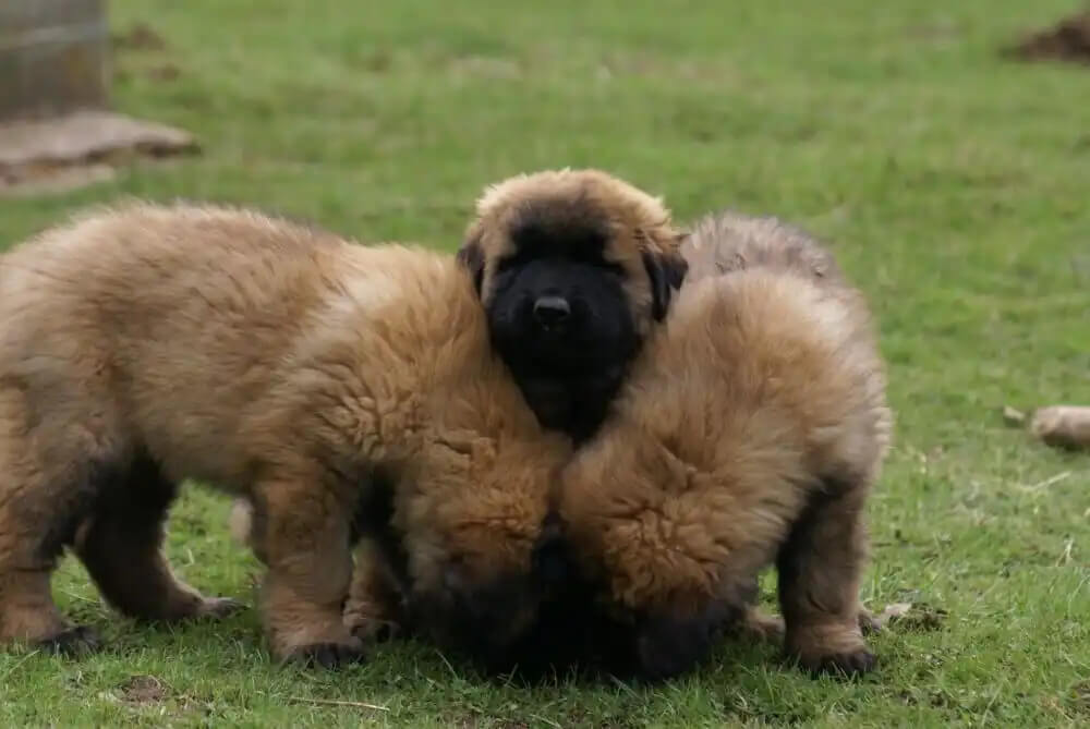 Estrela dağ köpekleri