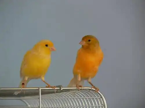 kanarya yetiştiriciliği